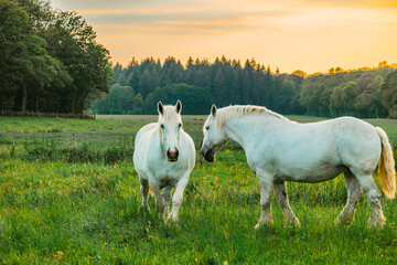 white horse stallion 