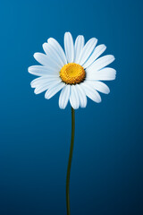 A close up of a flower on a blue background, Generative AI