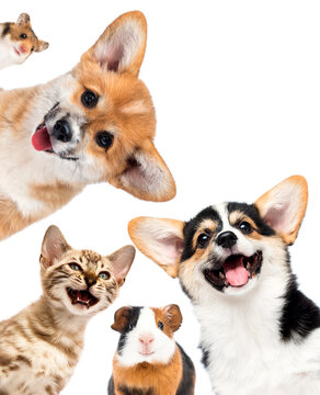group of smiling pets peeking out