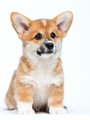 red corgi dog looking at white background