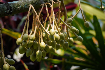 Unripe durian flowers. Durian still on the tree. The famous king of fruit in Asia, has a soft texture, sweet taste and a very strong distinctive smell. Concept for agriculture and organic farming