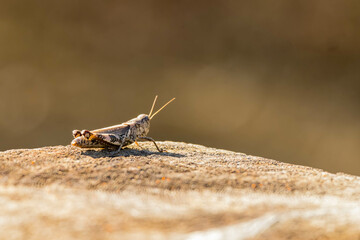 Close up shot of a grasshopper