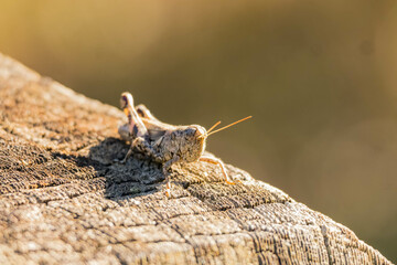 Close up shot of a grasshopper