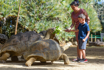 young boy giving some salad with his mother to giant turtles