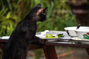 Solid black colored wild cat looking for food from leftover with empty blank copy text space. Blurred bokeh backgrounds. Concept for world animal day, international cat day, rabies awareness.