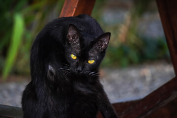 Solid black colored wild cat sitting and looking at camera with empty blank copy text space. Blurred bokeh backgrounds. Concept for world animal day, international cat day, rabies awareness.