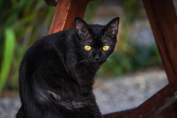 Solid black colored wild cat sitting and looking at camera with empty blank copy text space. Blurred bokeh backgrounds. Concept for world animal day, international cat day, rabies awareness.