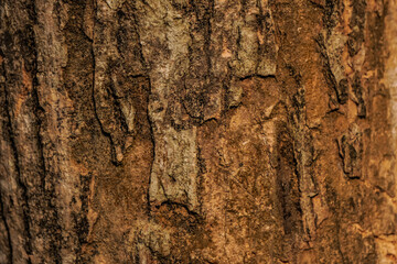 Relief texture of the brown bark of a tree with white spot fungal mold on it. Horizontal photo of a tree bark texture. Relief creative wooden texture of an old tree skin. Empty blank copy text space.