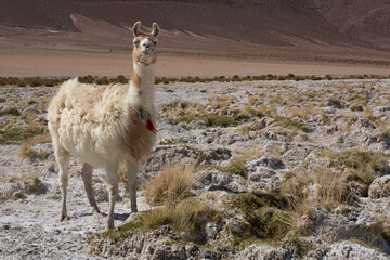 desierto de atacama llamas flora humedales dinosaurios