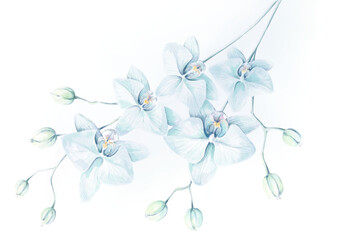 Elegant delicate sprigs from soft blue orchid flowers and light green buds, blue pastel colored spring or summer romantic floral orchids bouquet on white background. Digital Watercolor painting. - 660553999