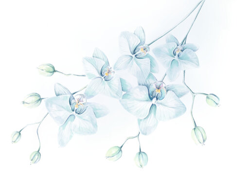 Elegant delicate sprigs from soft blue orchid flowers and light green buds, blue pastel colored spring or summer romantic floral orchids bouquet on white background. Digital Watercolor painting.