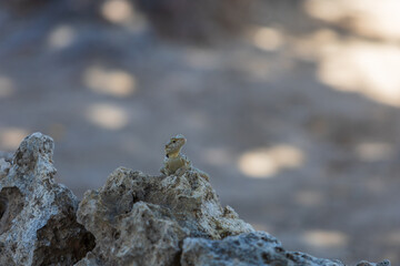 A large wild lizard on a rock.