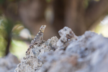 A large wild lizard on a rock.