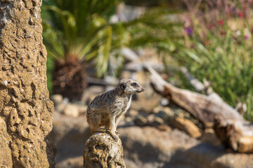Meerkat - Suricata suricatta standing on a stone guarding the surroundings in sunny weather. Photo has nice bokeh.