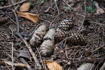 Four pine cones on the ground