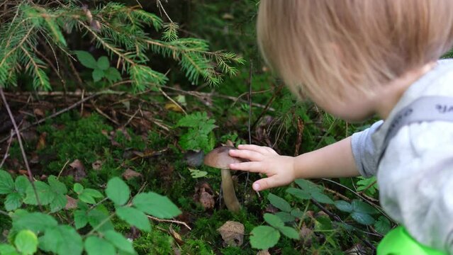 little boy picking up mushrooms