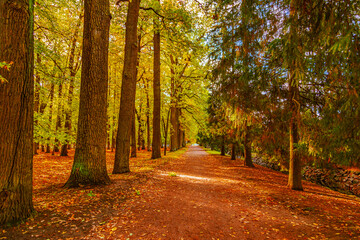 Fototapeta premium Colorful autumn park on a sunny day. Beautiful autumn landscape with yellow and red trees.