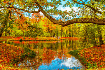 Colorful autumn park on a sunny day. Beautiful autumn landscape with yellow and red trees.