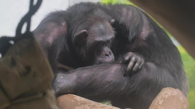 Close-up of a family of chimpanzees cleaning their fur. Chimpanzees are part of the primate homeland