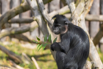 Black mangabey - Cercopithecidae sitting on a branch. Little black monkey.