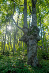 Fototapeta premium Beech Forest