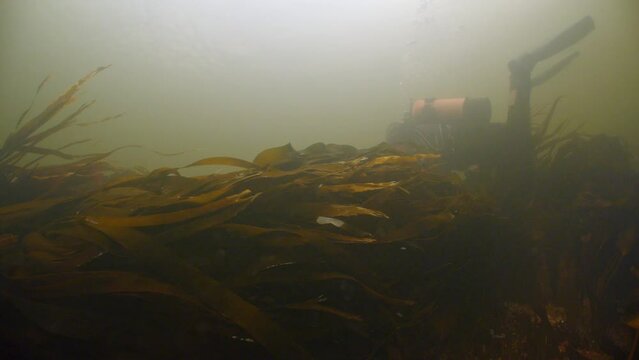 Underwater scene of SCUBA diver swimming over kelp billing in strong current, Oban , UK