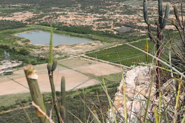 plantations in the sertão