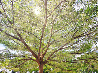 Low angle of Indian almond tree canopy background