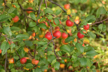 Red ripe apples on branches of an apple tree in the garden