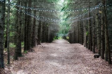 Lit tree lined path in the woods