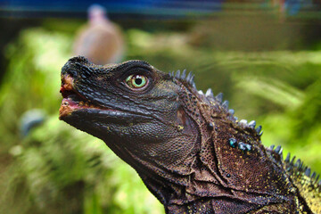 Philippine sailfin lizard or Hydrosaurus pustulatus