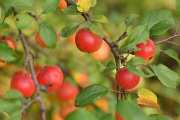 Red ripe apples on branches of an apple tree in the garden