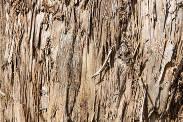 Wood abstract texture. Surface grunge backdrop. Dirty wooden effect pattern. Material background.