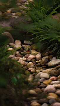 stream in the woods