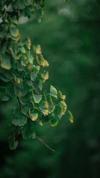 leaves 