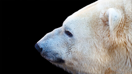 Close up portrait of a polar bear isolated on a black background