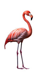flamingo. Isolated on Transparent background.