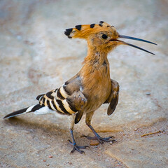 Hoopoe