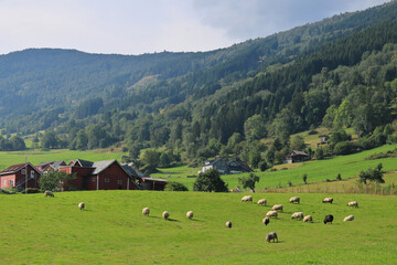 Landschaft mit Schafen in der Gemeinde Vik in Norwegen