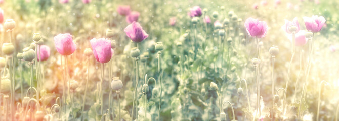 Selective and soft focus on poppy flowers, field of blooming purple  poppies - 660570974