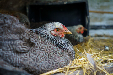 Closeup of dark brahma hens inside a henhouse.