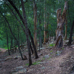 View of a forest in the sierra in Tandil, Argentina
