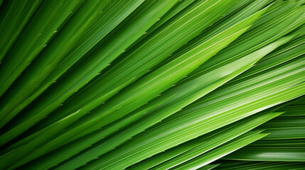 GREEN PALM LEAF, CLOSE-UP, MACRO, ABSTRACT BACKGROUND, HORIZONTAL IMAGE. image created by legal AI