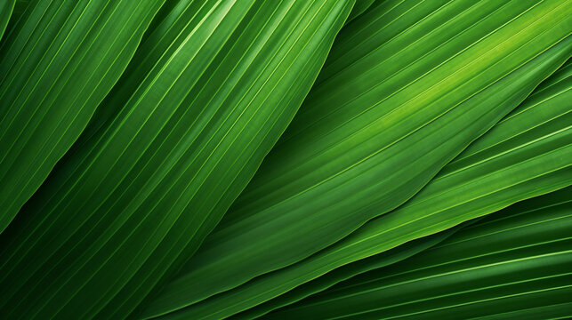 GREEN PALM LEAF, CLOSE-UP, MACRO, ABSTRACT BACKGROUND, HORIZONTAL IMAGE. image created by legal AI