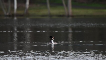 Great crested grebe couple at the courtship swimming on the lake, lower saxony, spring, (podiceps cristatus), germany