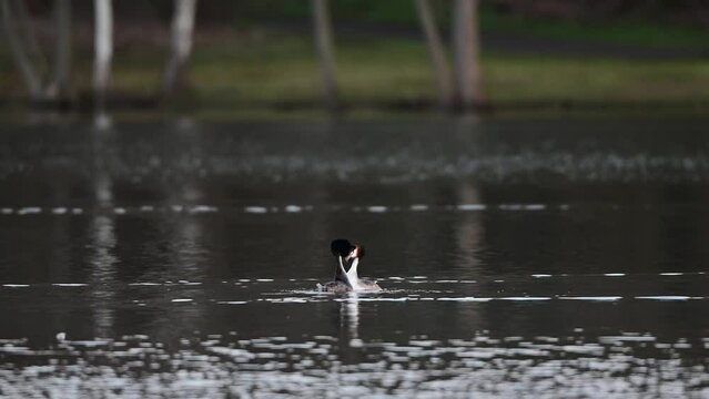 Great crested grebe couple at the courtship swimming on the lake, lower saxony, spring, (podiceps cristatus), germany