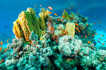 coral reef