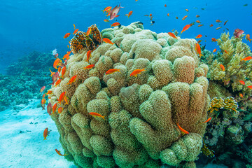 coral reef