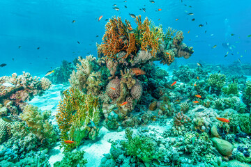 coral reef in the red