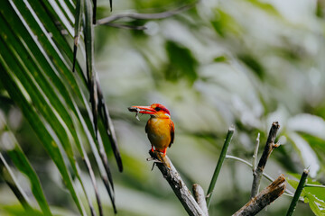 Rufous-backed Kingfisher eats a spider (Order Araneae) in its mouth on blured plant leaf background. Bird animal background.